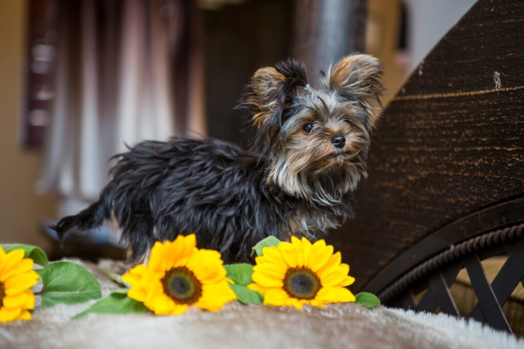 Shallow Focus Photo Of A Dog