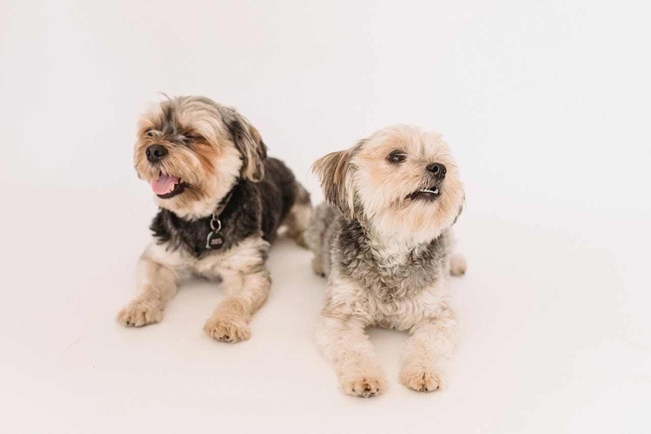 Yorkshire Terrier dogs looking in different directions on white background